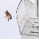 Handheld Insect Catcher